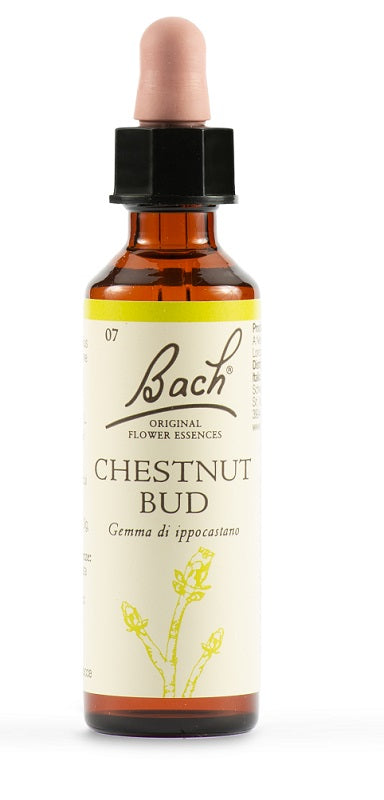 Chestnut bud bach orig 20 ml