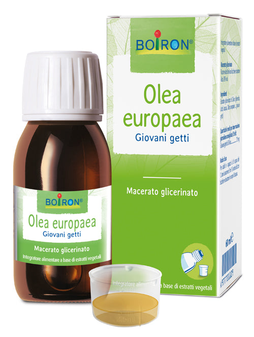 Olea europaea macerato glicerico 60 ml int